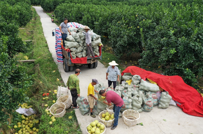 拼多多助力国家地标农产品销售,仙游副县长助农直播带动文旦柚销量上涨368%