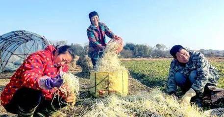 芹芽,一农民的新发明,好吃、高产!年入十万很轻松!