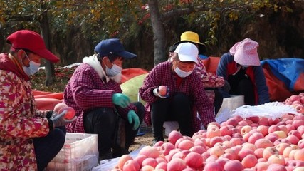 洛川苹果走俏抖音电商,丰收季串起一条“助农链”