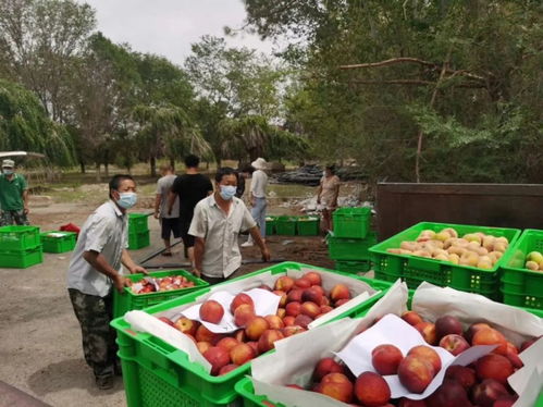 头屯河农场硬核出招,让农产品销售无忧